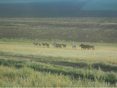AQ_250914_Mongolie